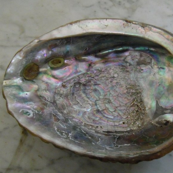 Beautiful Abalone Shell Antique & Vintage lot of 4~Size 8"~8"~6.5"~4 3/4''inches - Picture 3 of 16